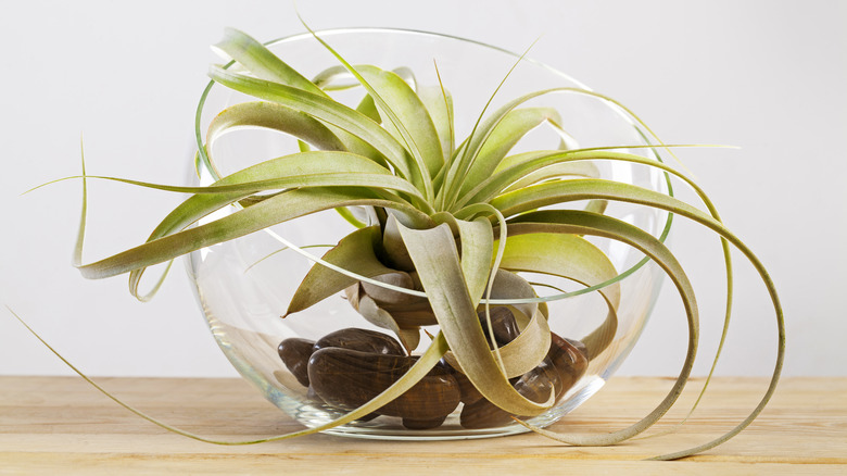 air plant in glass bowl