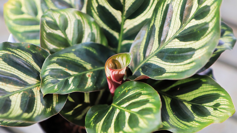 calathea plant with new leaf