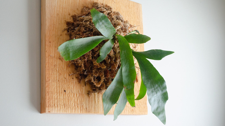 staghorn fern mounted to wood