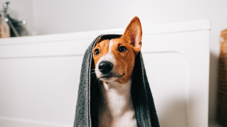 cute dog with towel