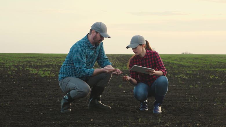 two farmers examining soil