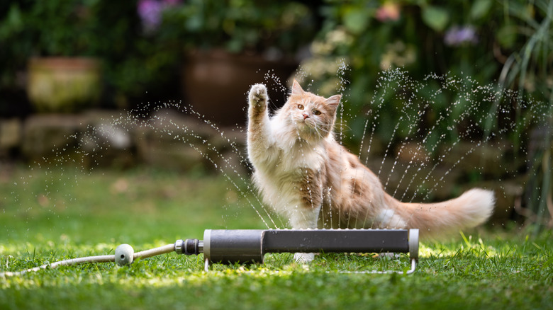cat playing with sprinkler
