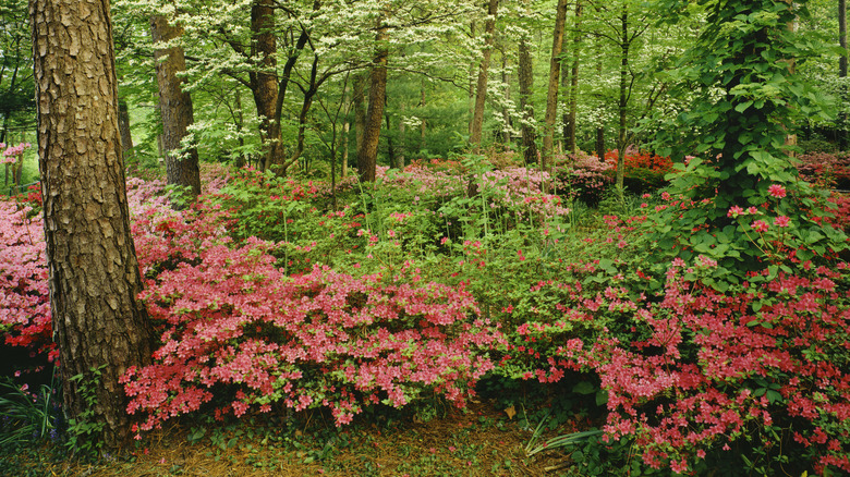 Azalea bushes growing by trees