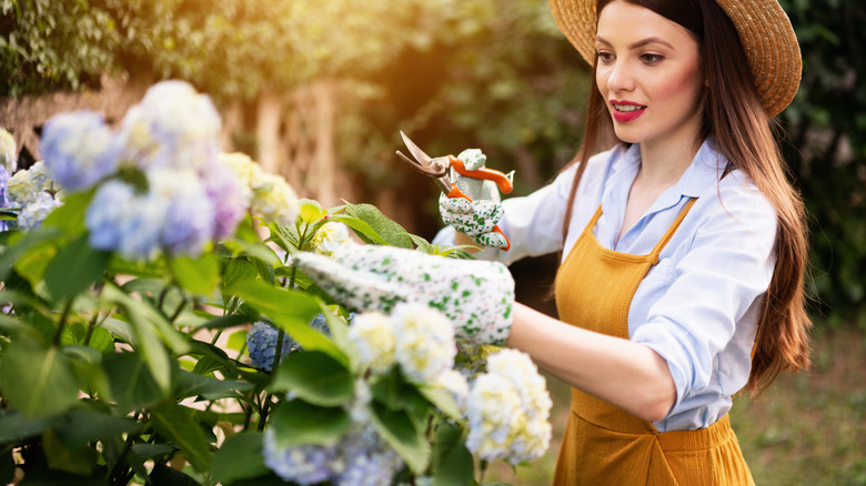 Woman cutting hydrangea blooms