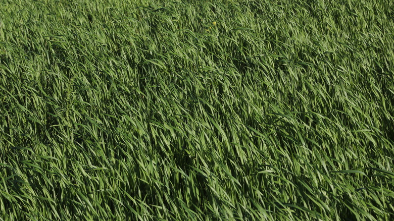 Tall fescue grass lawn