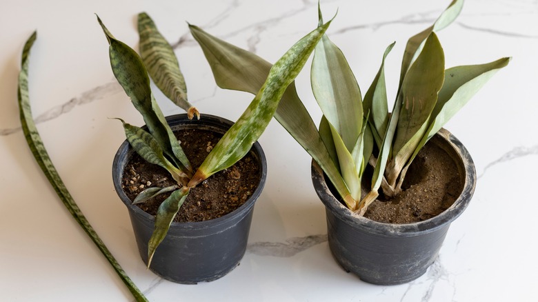 Damaged snake plants