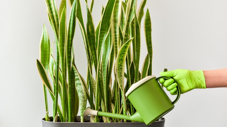 Watering snake plant