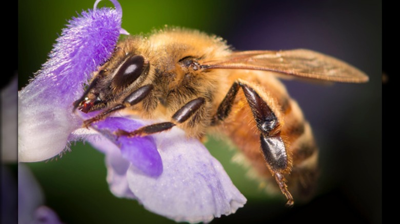 bee drinking nectar from flower