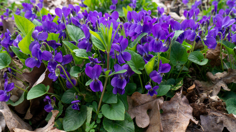 blooming wild violets