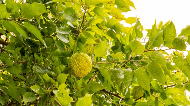 Osage orange tree