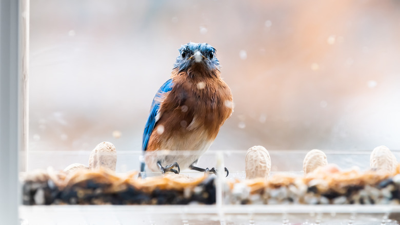 Perched bluebird looking in