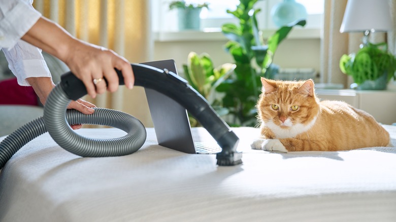 vacuuming bed with cat