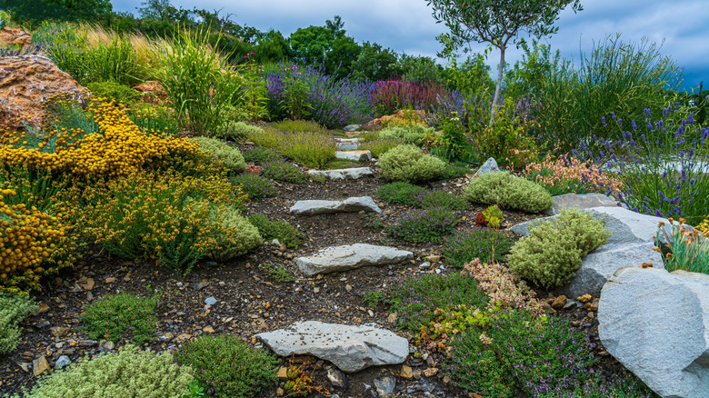 A paved path interspersed with thyme and a variety of other herbs