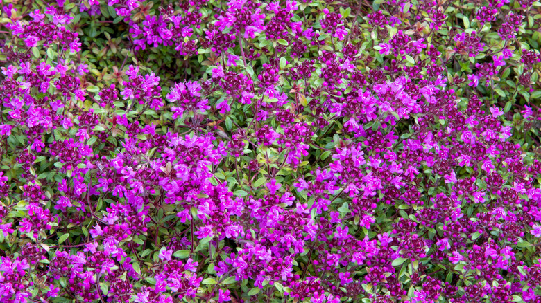 Red creeping thyme in bloom