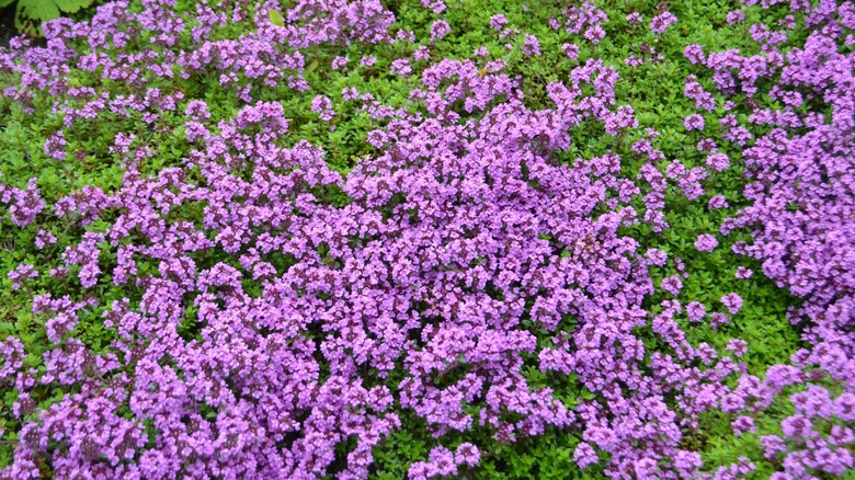 A mass planting of Thymus praecox in full bloom