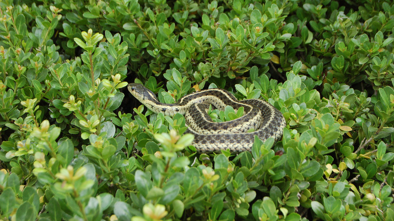 Peaceful garter snake