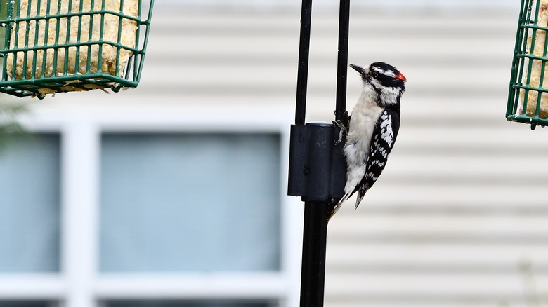 Woodpecker in yard