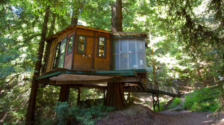 treehouse in Santa Cruz 