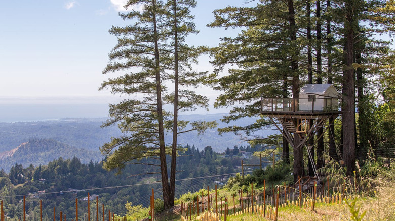 treehouse in a vineyard 