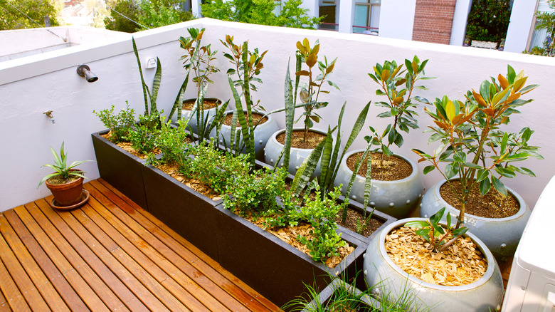 Urban roof terrace with plants