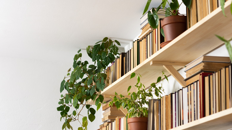 bookshelf overhead