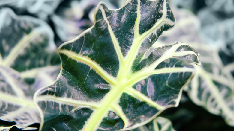 African mask plant foliage