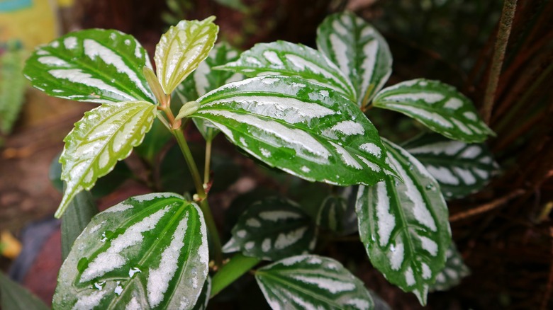 Aluminum plant silver foliage