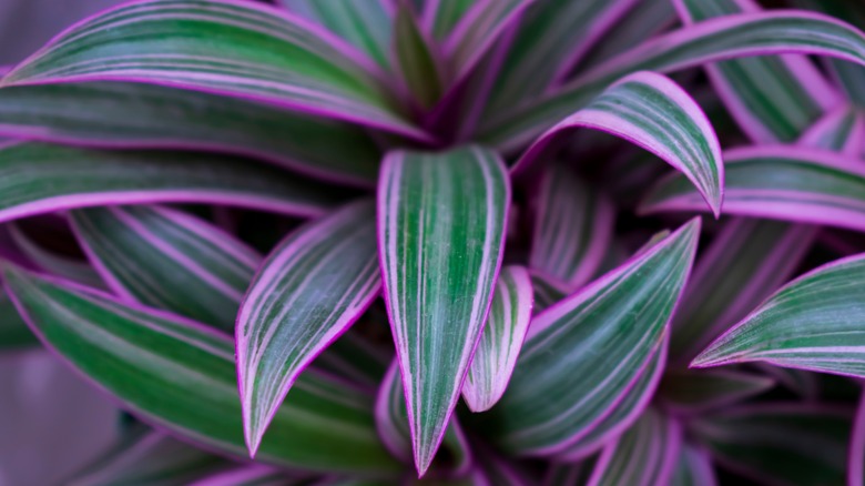 Boat lily purple foliage 