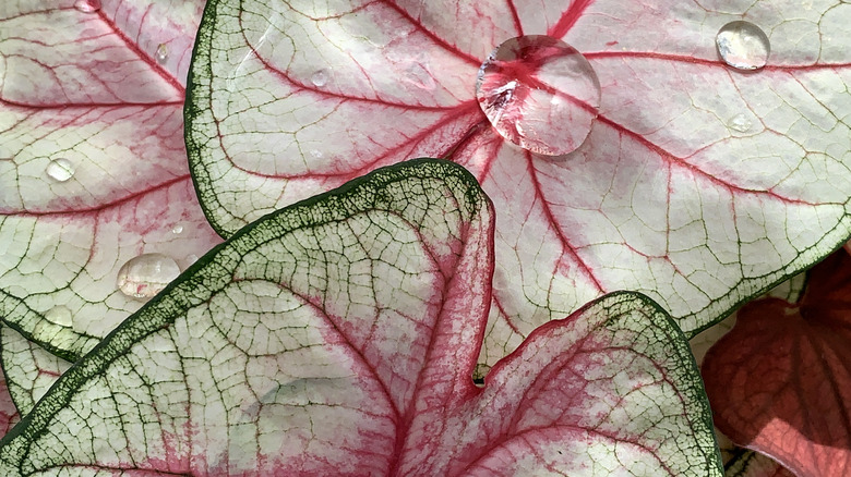 Caladium pink and green leaves