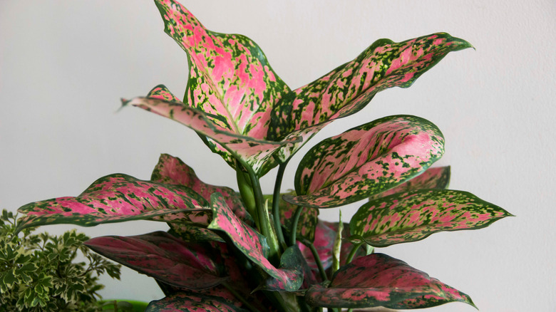 Chinese evergreen red leaves