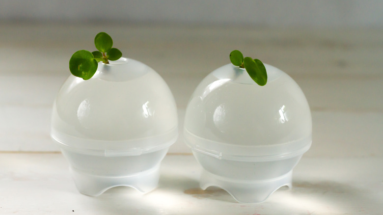 money plant cuttings in water