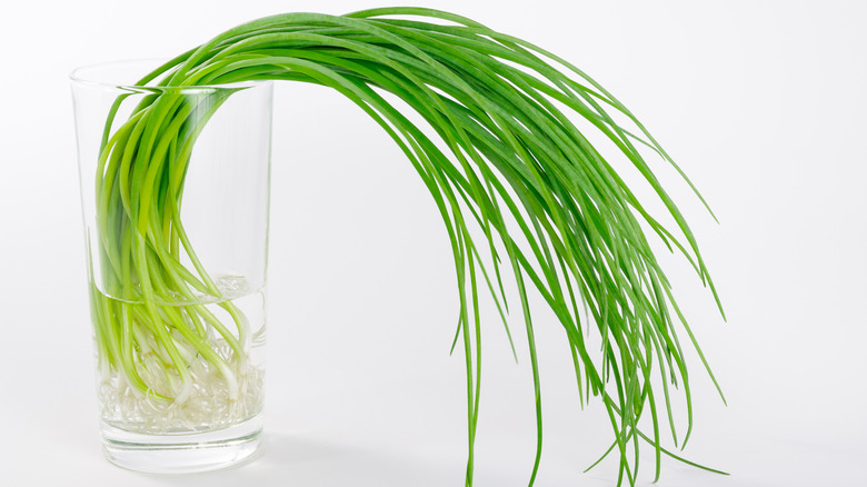 Chives growing in water