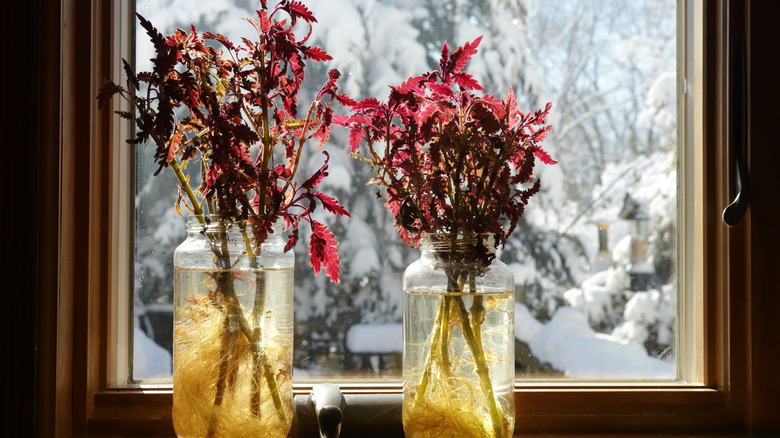 Coleus stems in water 