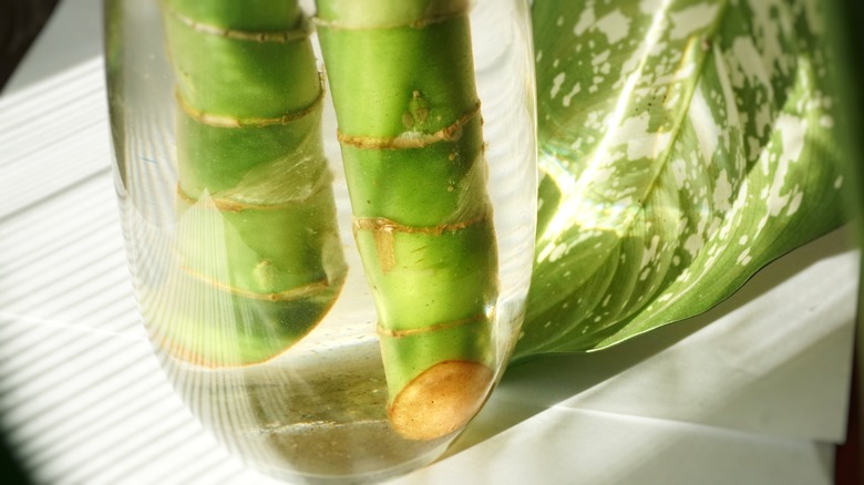 Dumb cane stem in water