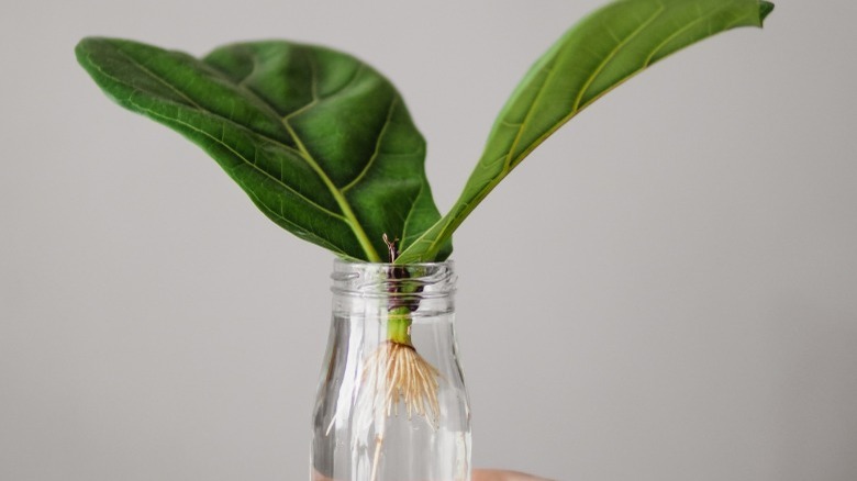 Fiddle leaf fig in water