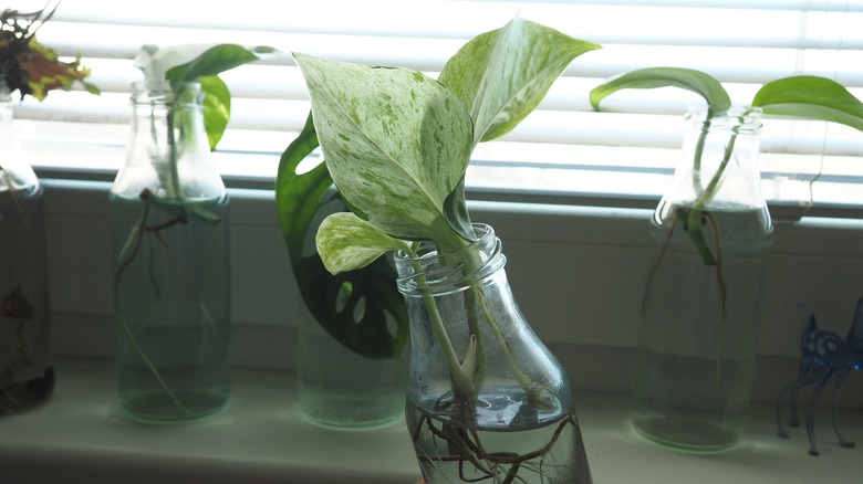 Heartleaf Philodendron in water