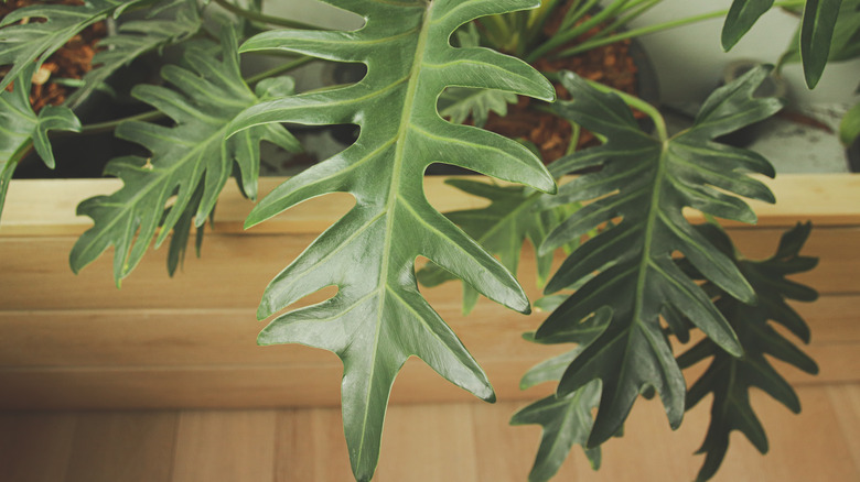 Horsehead philodendron large leaves