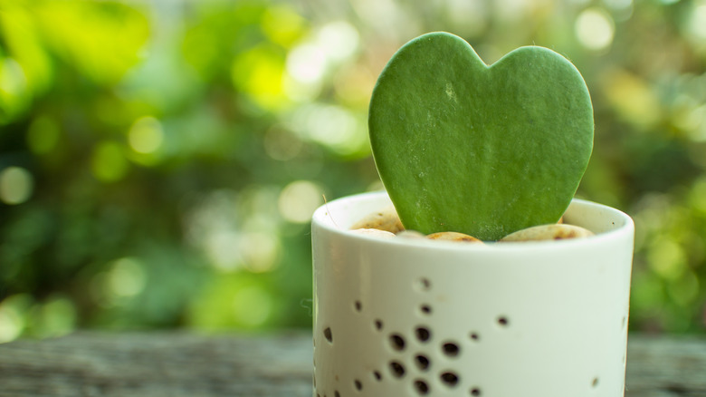 Hoya heart in white pot