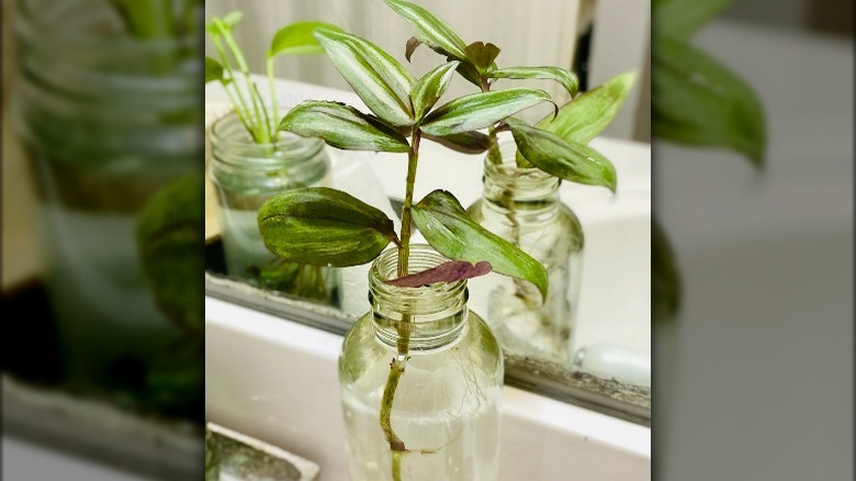 Inch plant in water glass