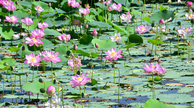 Lotus flowers in pond water