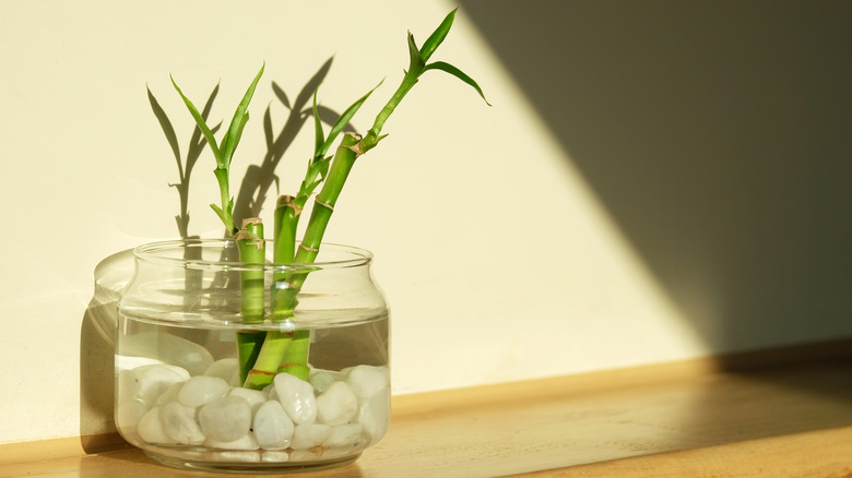 Lucky bamboo in water 