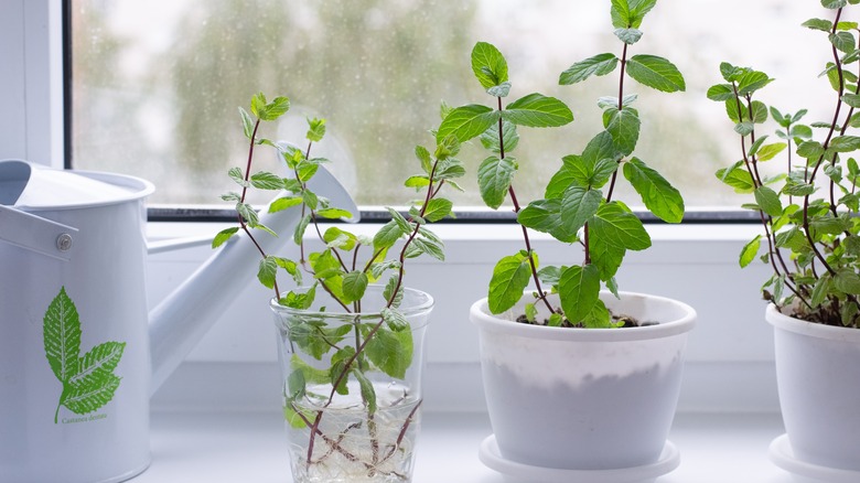 Mint plants in water