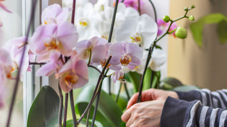 Moth orchid flowers in window