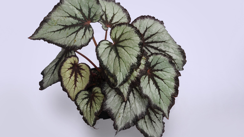 Begonia rex with gray leaves