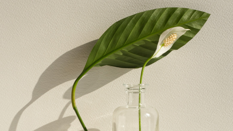 Peace lily flower in water