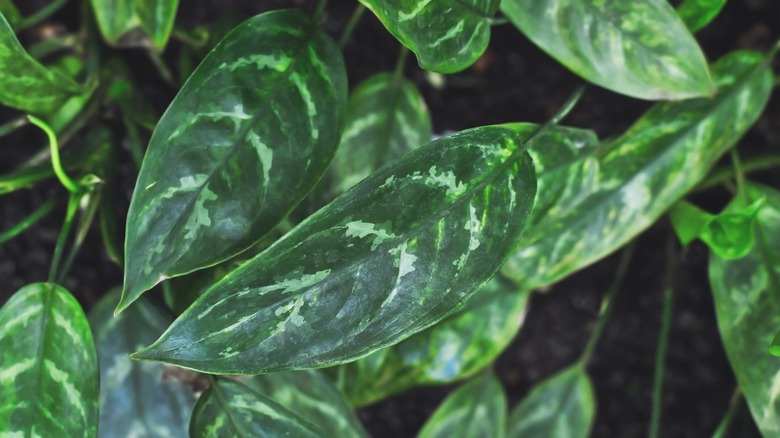 Philippine evergreen green leaves