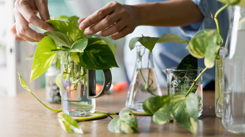 Pothos plants in water glasses