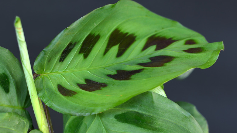 Prayer plant leaf close up