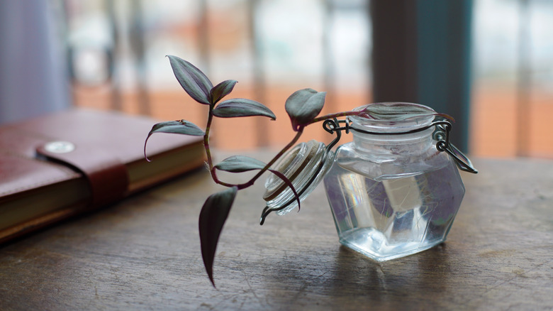 Purple heart plant in water