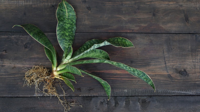 Snake plant unpotted roots